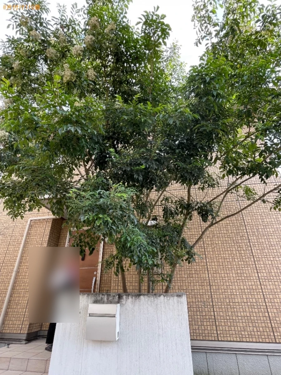 【岡山市中区】木の剪定、伐採作業ご依頼　お客様の声