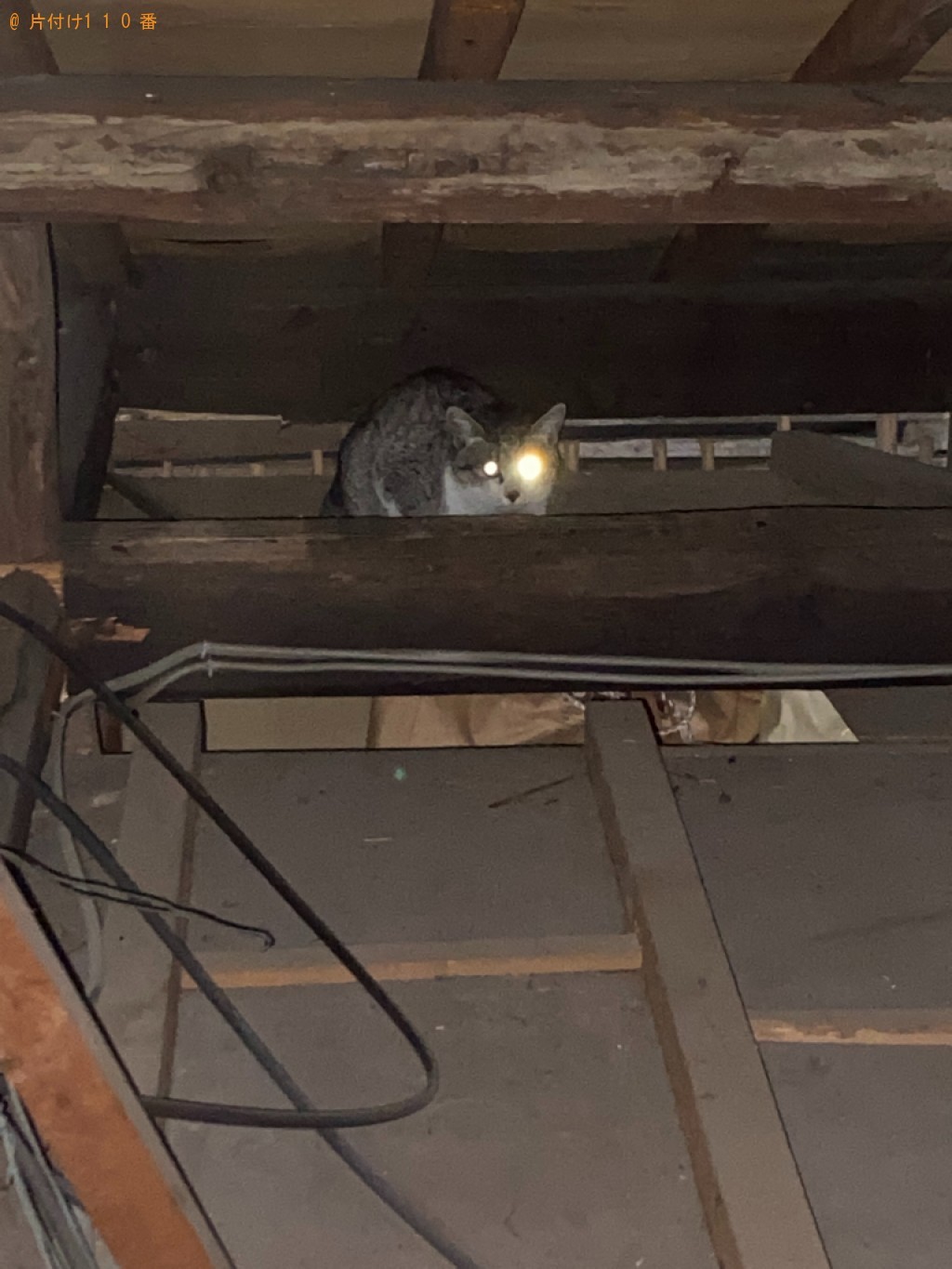 【岡山市中区】屋根裏に入った猫をおろす作業ご依頼　お客様の声