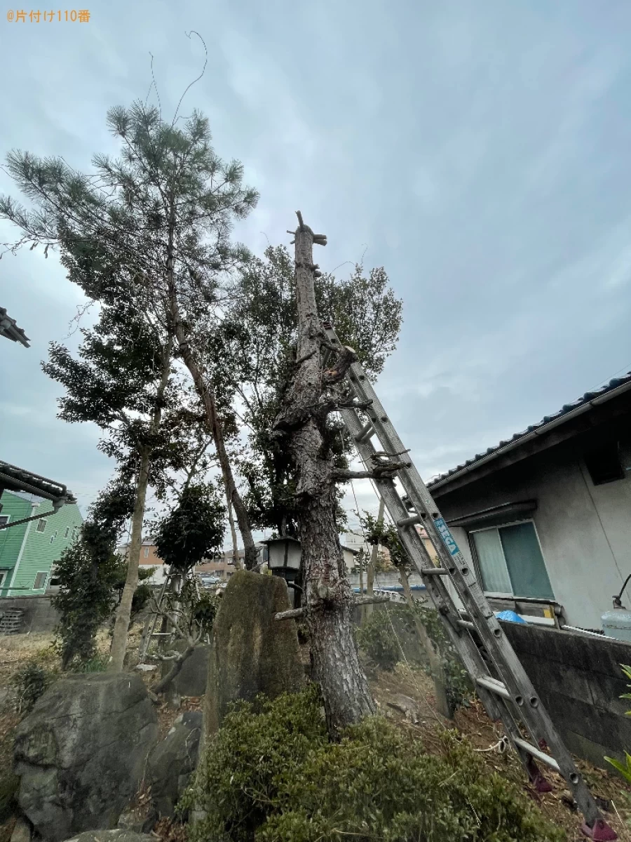 【倉敷市片島町】松の木の伐採作業ご依頼　お客様の声