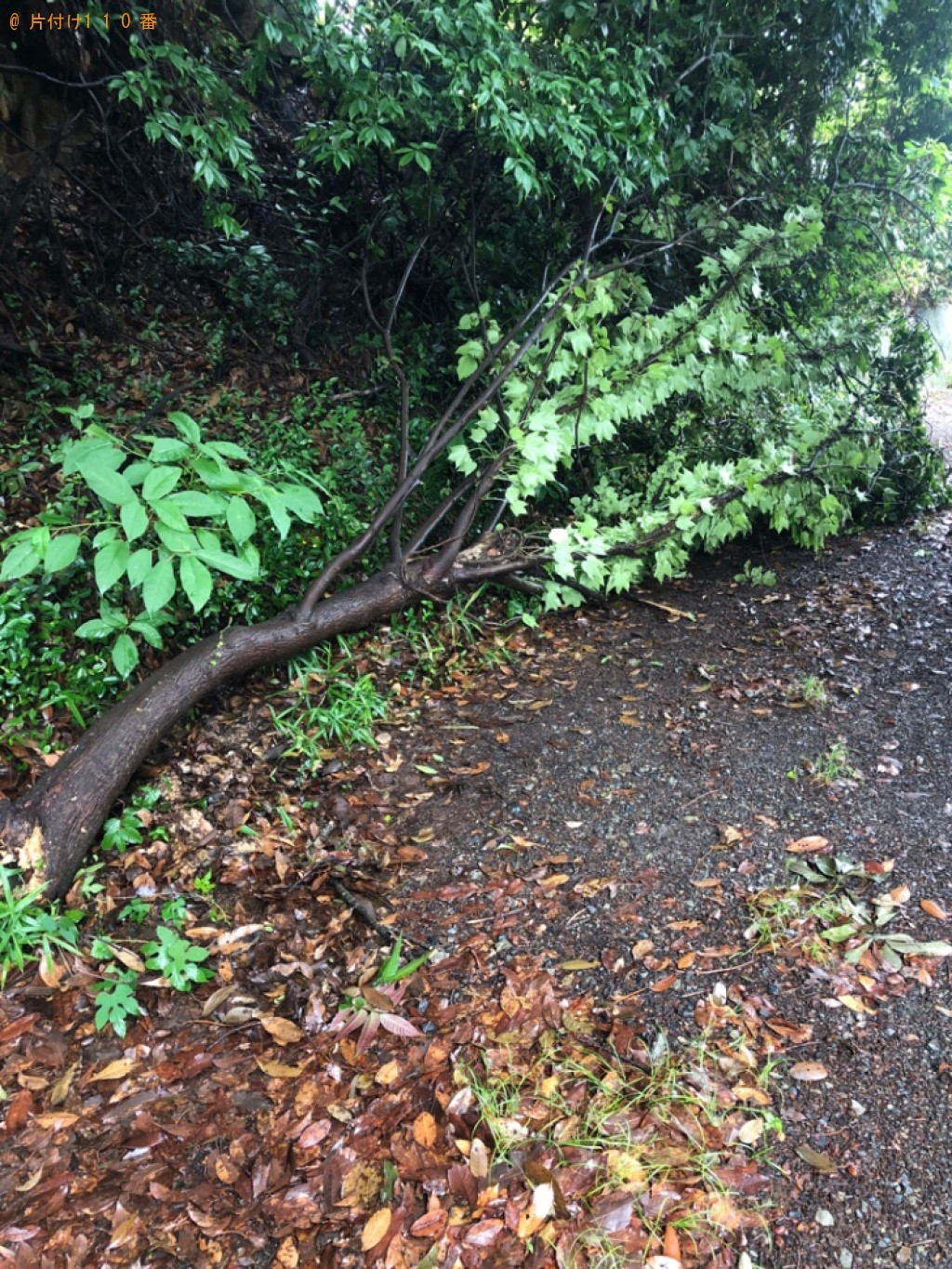 【岡山市北区】倒木の回収・処分ご依頼　お客様の声