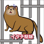 イタチ(ハクビシン)駆除